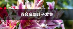 百合底部叶子发黄怎么办