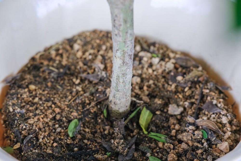 栀子花 栀子花