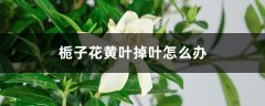 栀子花黄叶掉叶怎么办(原因和解决方法)