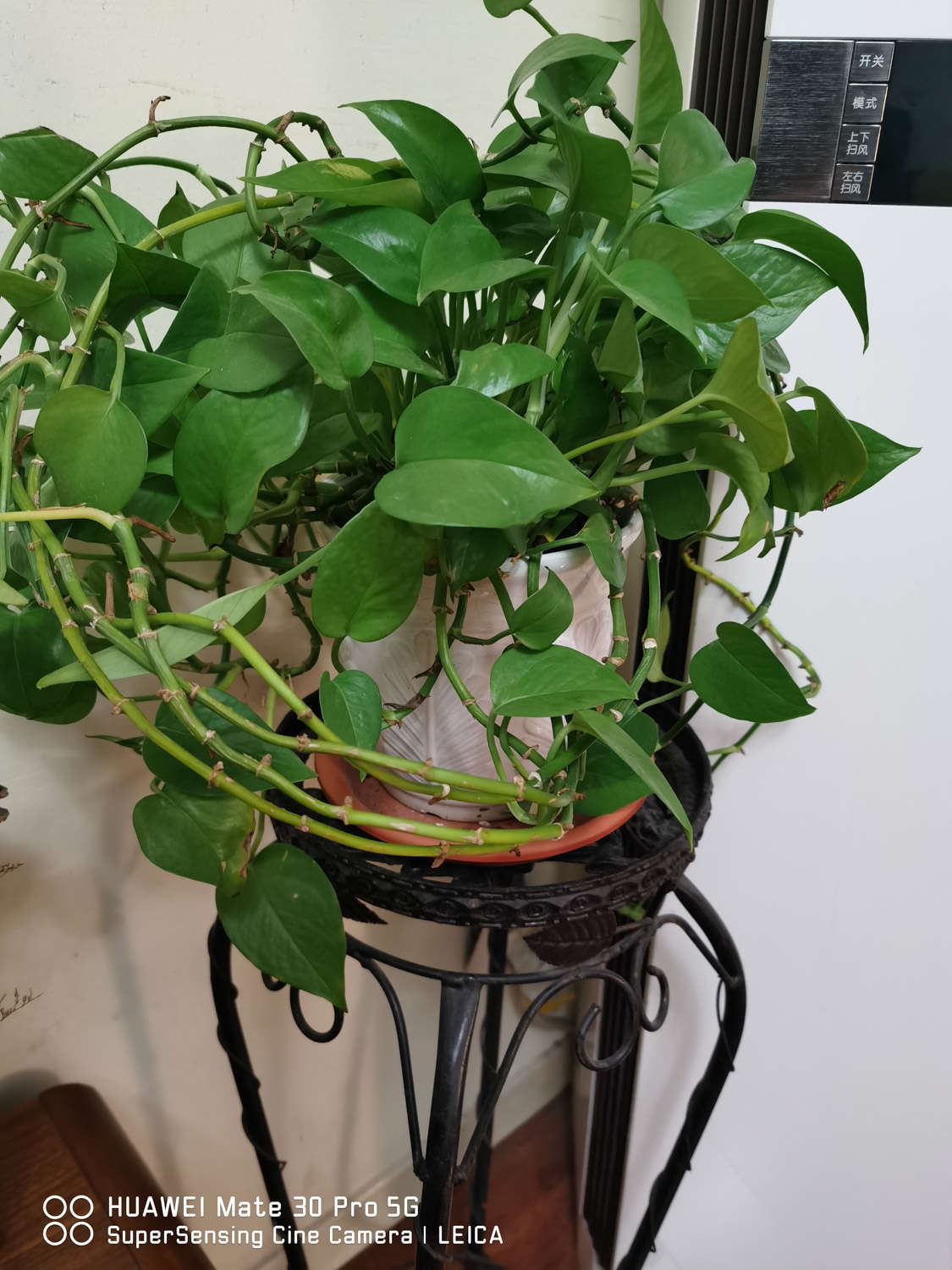 绿萝 绿萝