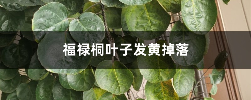 福禄桐叶子发黄掉落什么原因