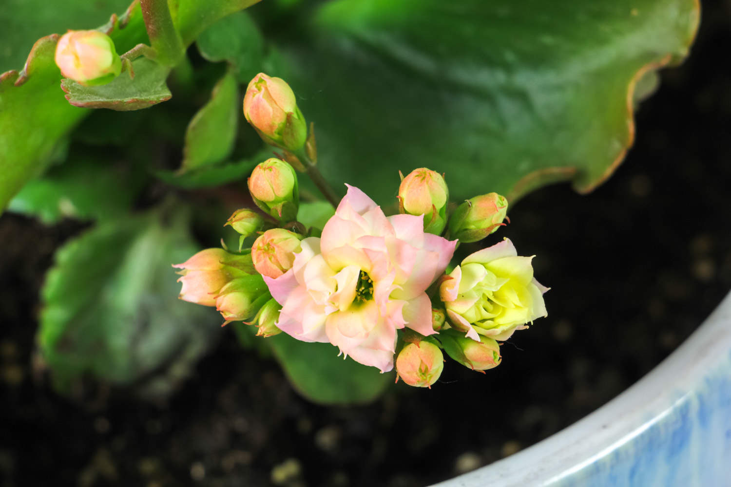 长寿花 长寿花