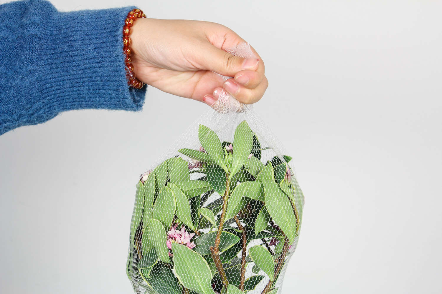 金边瑞香 金边瑞香