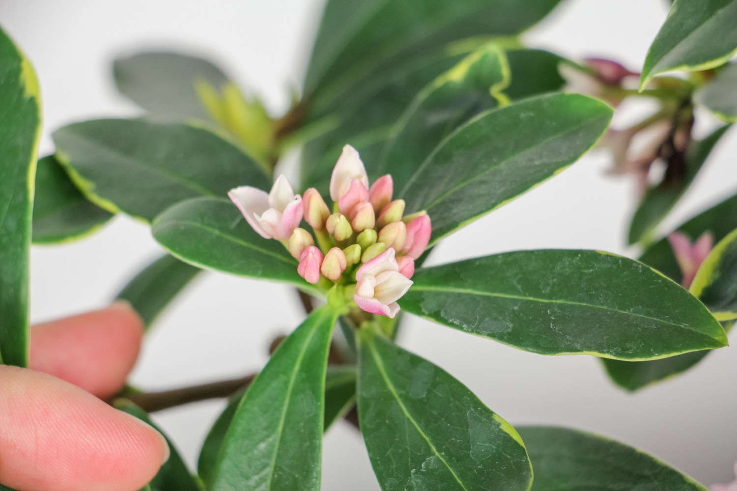 金边瑞香 金边瑞香