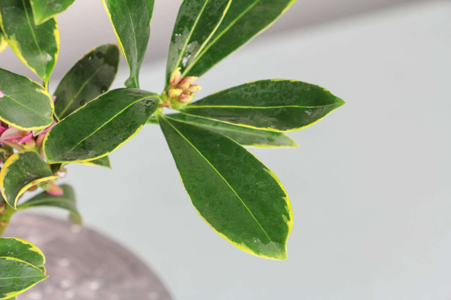 金边瑞香 金边瑞香