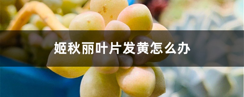 姬秋丽叶片发黄怎么办