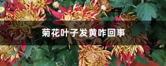 菊花叶子发黄咋回事