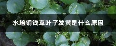 水培铜钱草叶子发黄是什么原因