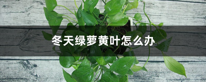 冬天绿萝黄叶不要急，用这几招轻松变绿