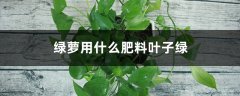 绿萝用什么肥料叶子绿，叶子不绿怎么办