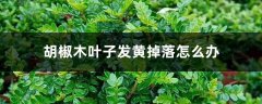 胡椒木叶子发黄掉落怎么办