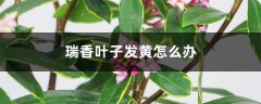 瑞香叶子发黄怎么办