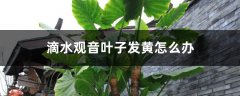 滴水观音叶子发黄怎么办