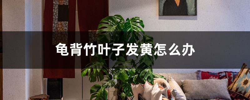 龟背竹叶子发黄怎么办