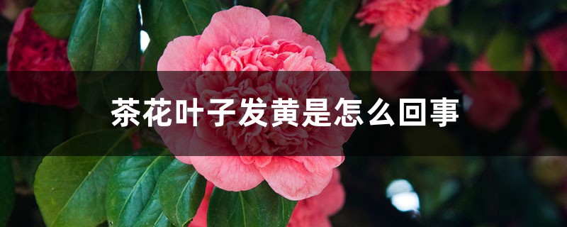 茶花叶子发黄是怎么回事