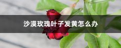 沙漠玫瑰叶子发黄怎么办