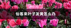 仙客来叶子发黄怎么办