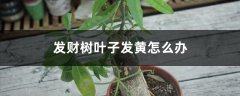 发财树叶子发黄怎么办 发财树叶子发黄怎么办