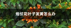 炮仗花叶子发黄怎么办