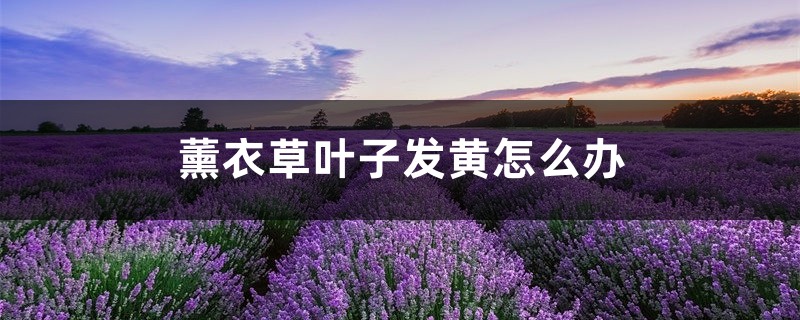 薰衣草叶子发黄怎么办 薰衣草叶子发黄怎么办