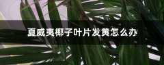 夏威夷椰子叶片发黄怎么办