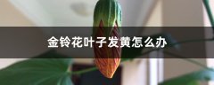 金铃花叶子发黄怎么办