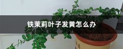 铁茉莉叶子发黄怎么办