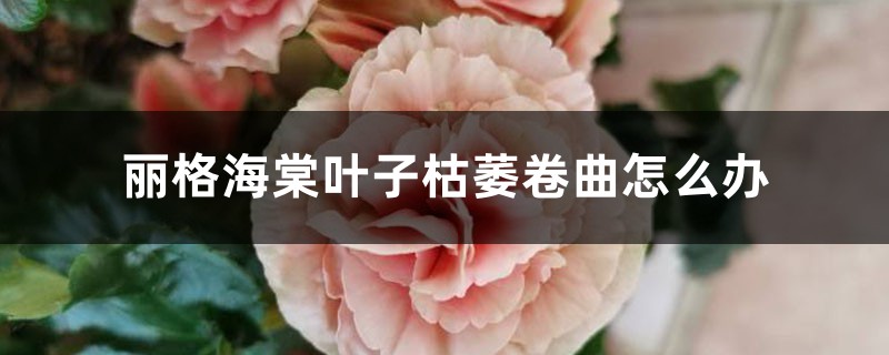 丽格海棠叶子枯萎卷曲怎么办