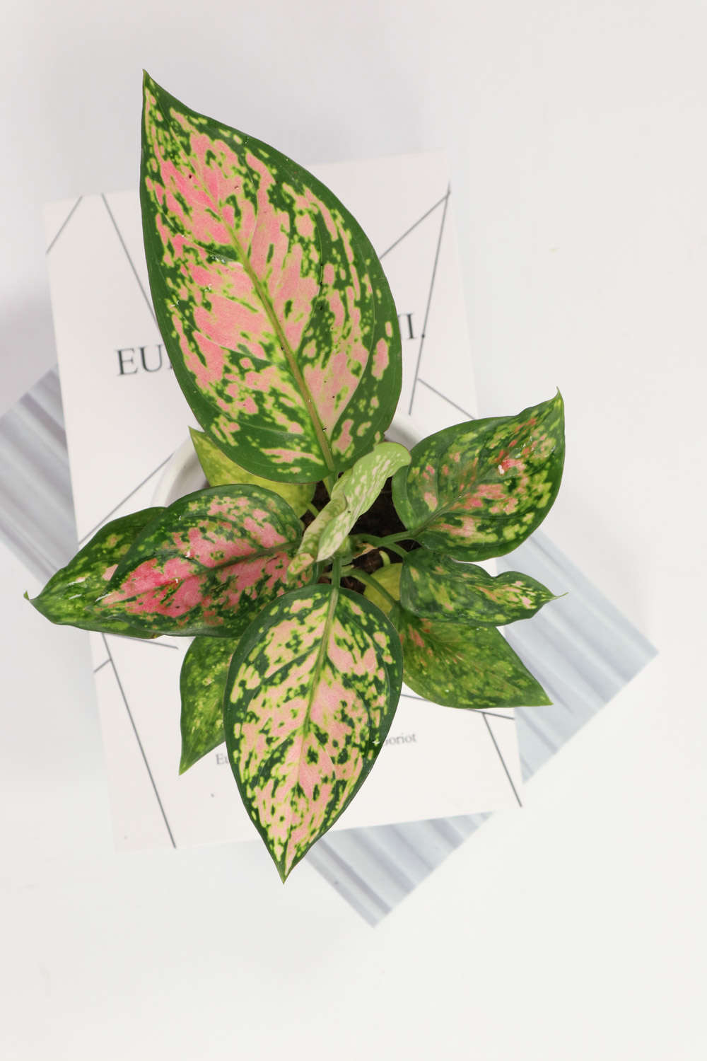 花叶万年青 花叶万年青