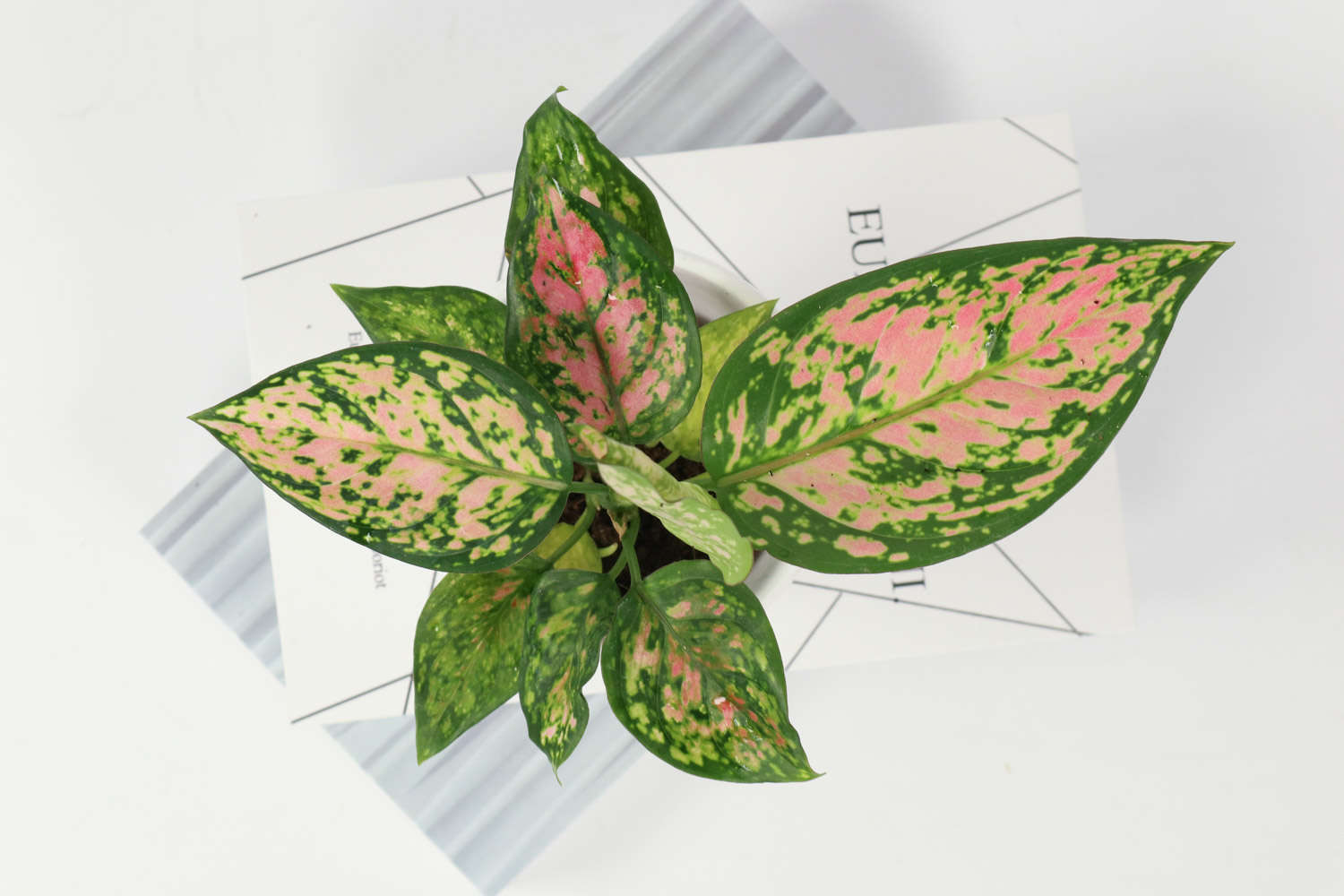 花叶万年青 花叶万年青