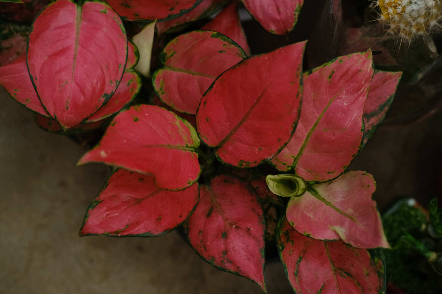 如意皇后 如意皇后