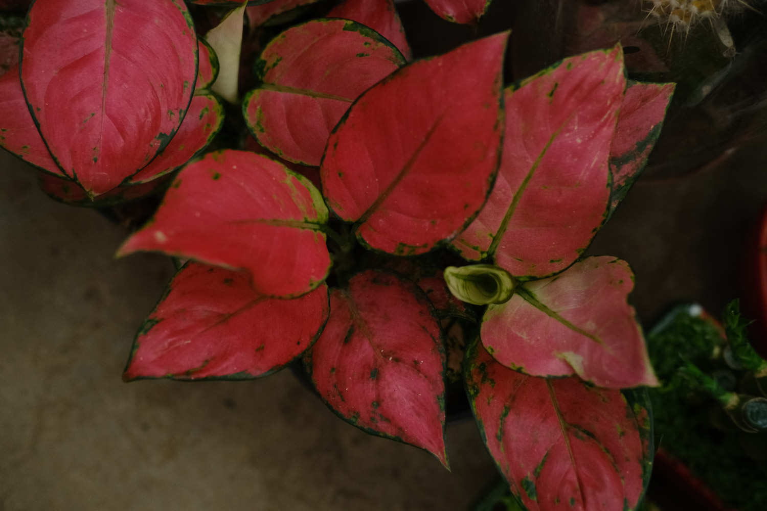 如意皇后 如意皇后