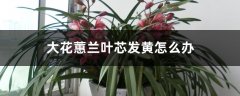 大花蕙兰叶芯发黄怎么办