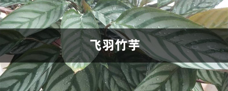 飞羽竹芋叶子黄了怎么办？这样做叶片绿如油！