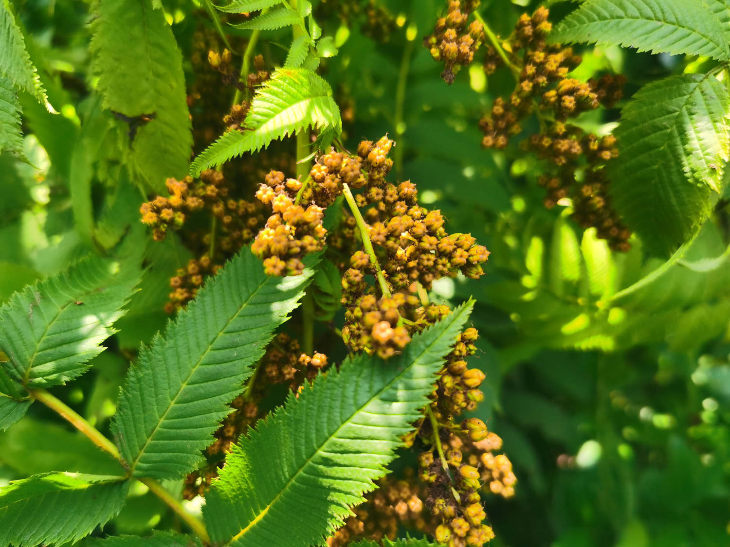 珍珠梅 珍珠梅