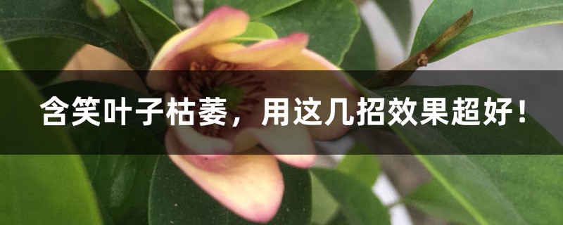 含笑叶子枯萎，用这几招效果超好！