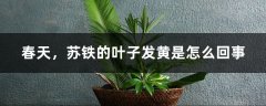 春天，苏铁的叶子发黄是怎么回事