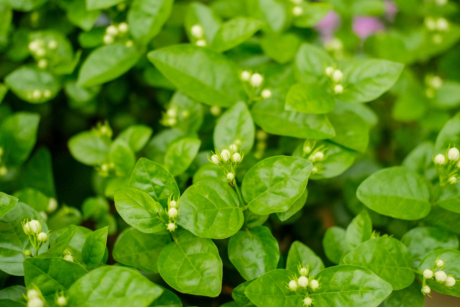 茉莉 茉莉
