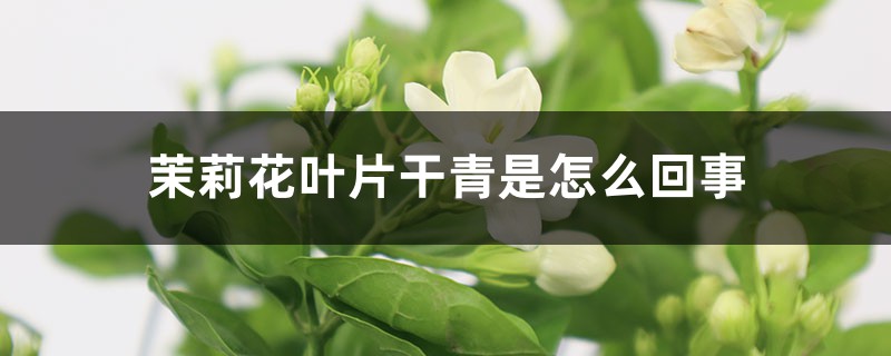 茉莉花叶片干青是怎么回事