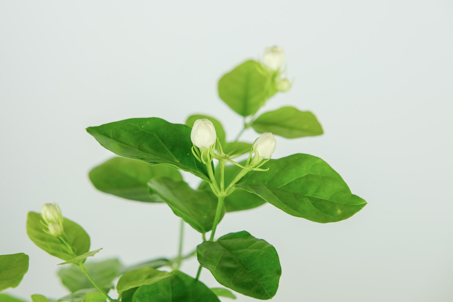 茉莉 茉莉