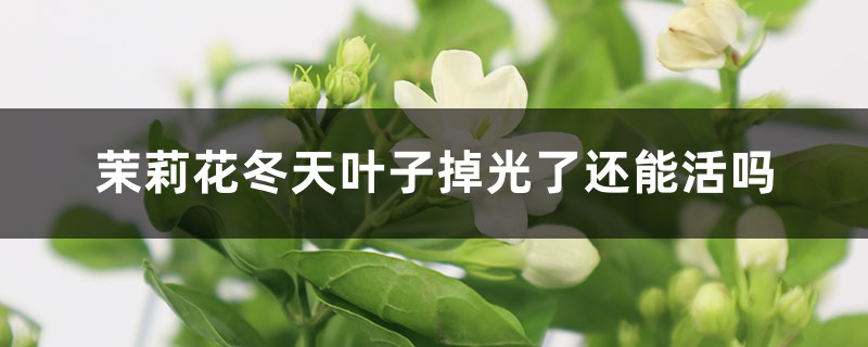 茉莉花冬天叶子掉光了还能活吗