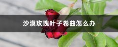 沙漠玫瑰叶子卷曲怎么办