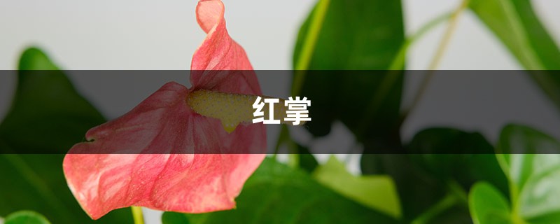 红掌叶片发黄长斑，教你一招马上绿油油