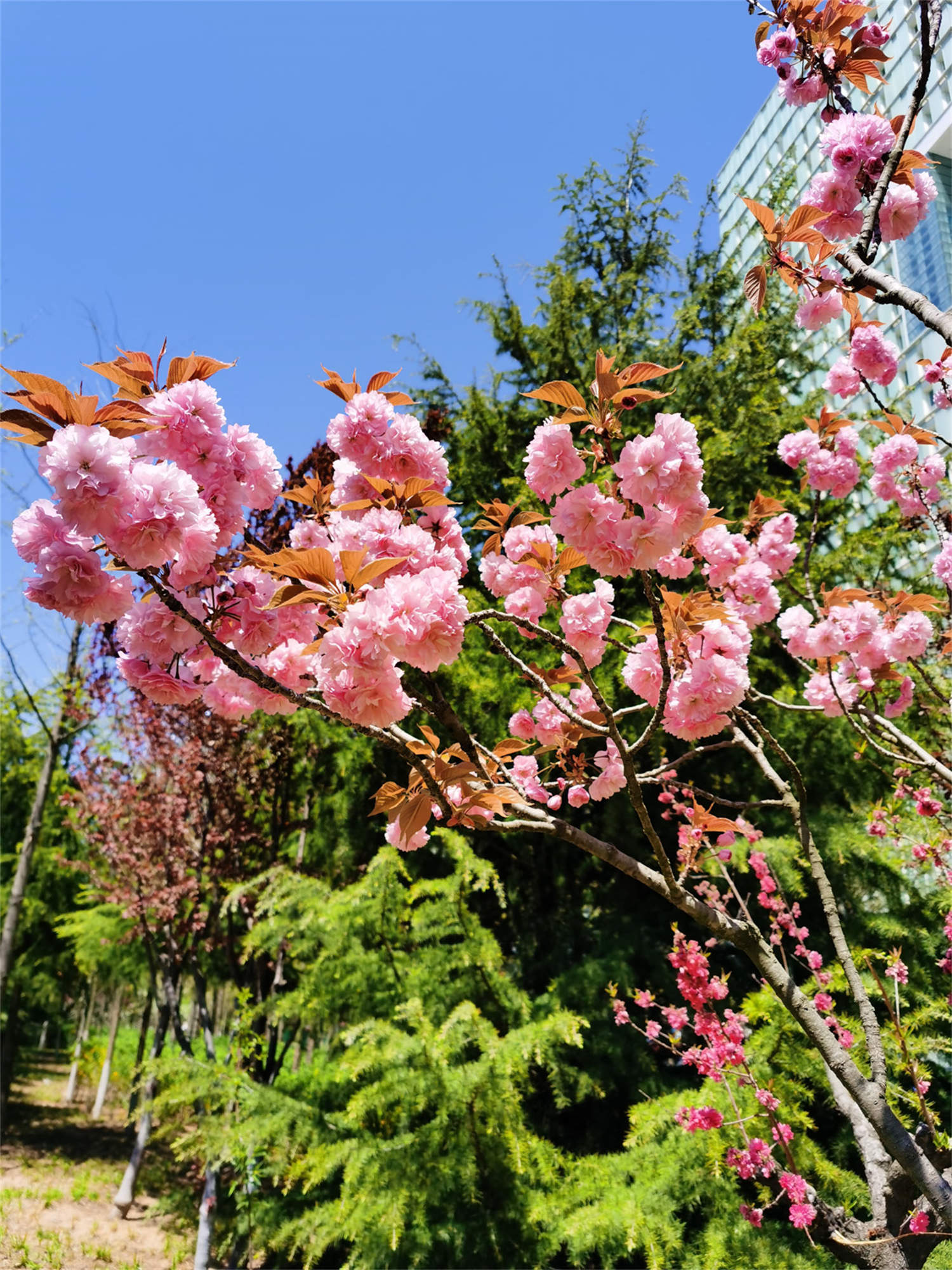 樱花 樱花