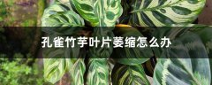 孔雀竹芋叶片萎缩怎么办