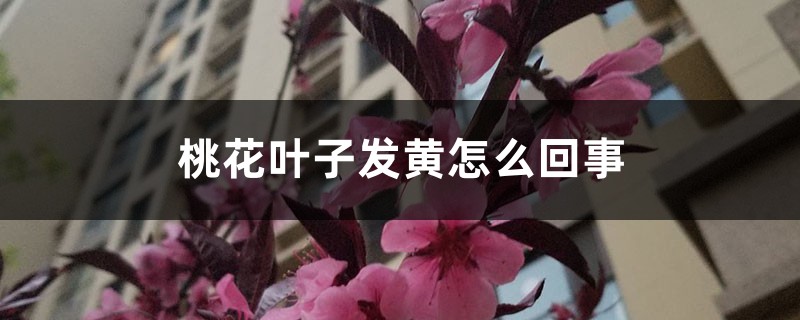 桃花叶子发黄怎么回事