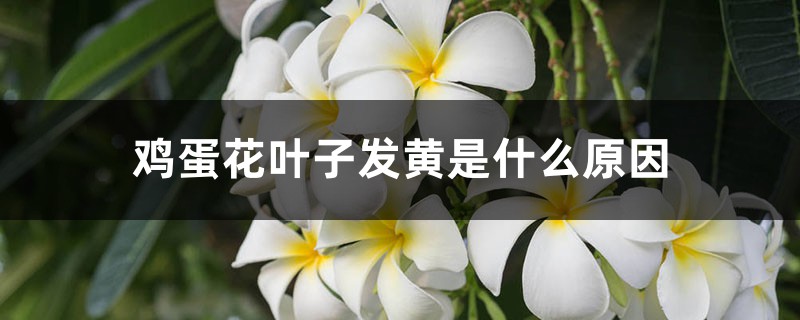 鸡蛋花叶子发黄是什么原因