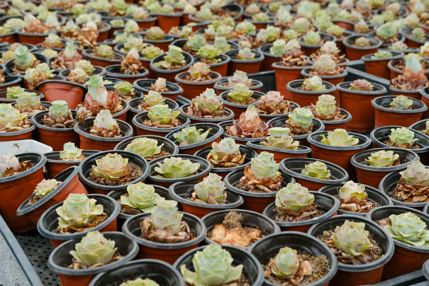 山地玫瑰 山地玫瑰