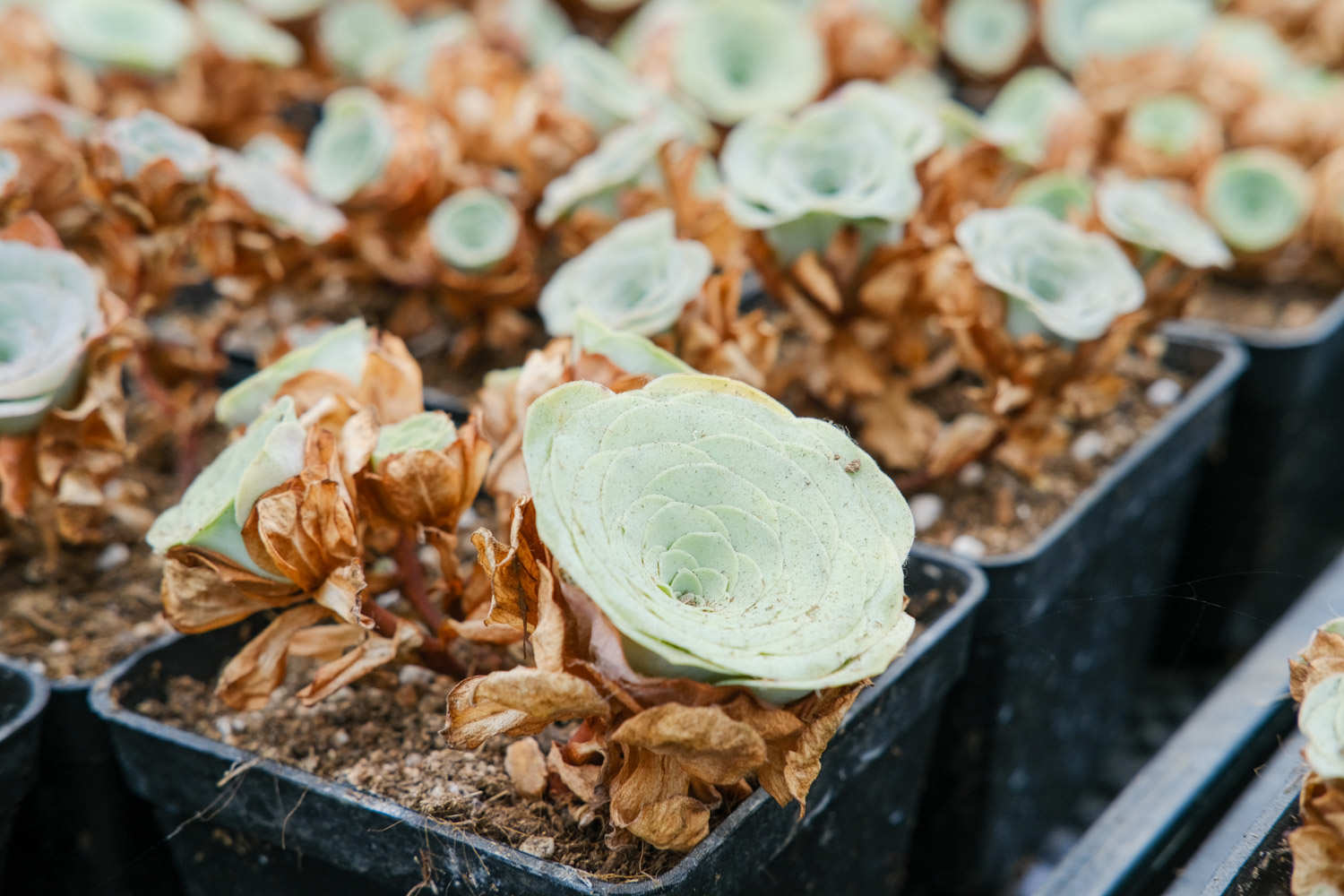 山地玫瑰 山地玫瑰