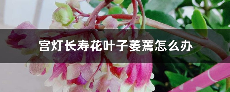 宫灯长寿花叶子萎蔫怎么办 宫灯长寿花叶子萎蔫怎么办